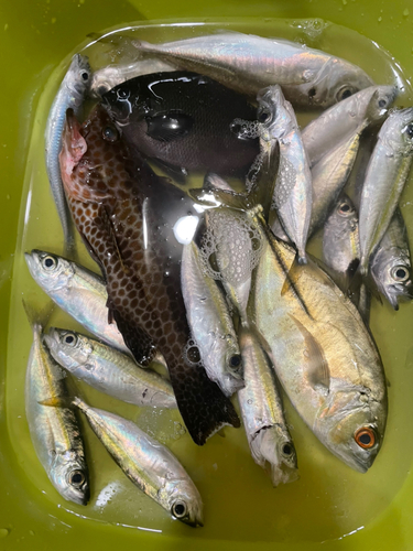 シマアジの釣果