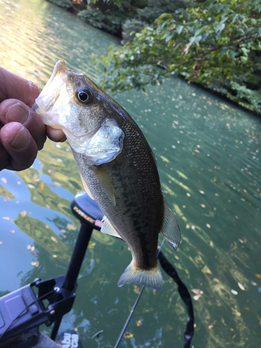 ラージマウスバスの釣果