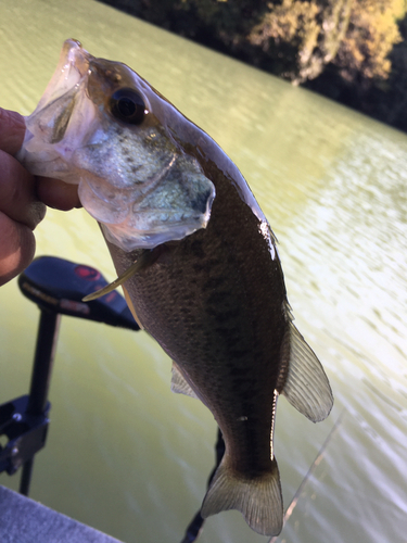 ラージマウスバスの釣果