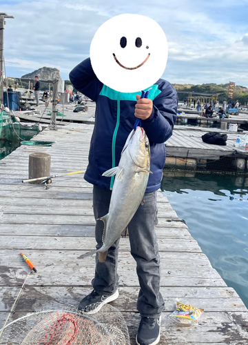 カンパチの釣果