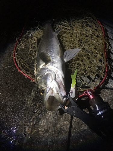 シーバスの釣果