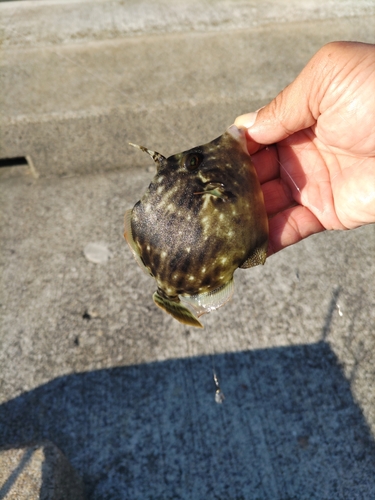 カワハギの釣果