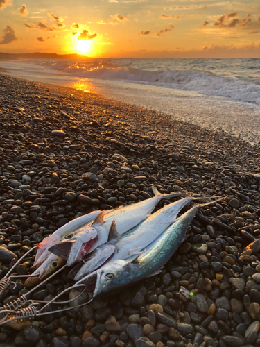 サゴシの釣果