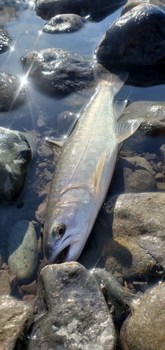 アメマスの釣果