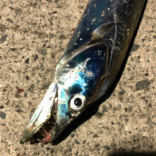 タチウオの釣果