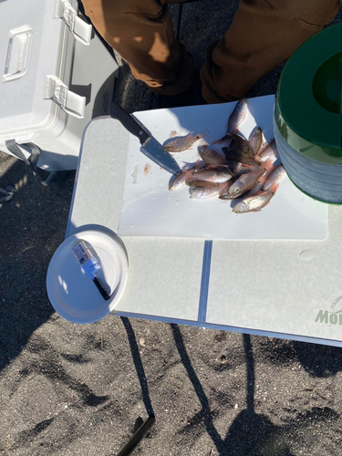 ネンブツダイの釣果