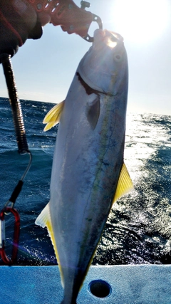 イナダの釣果