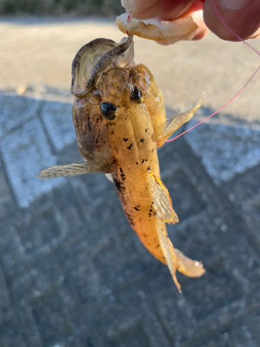 ウロハゼの釣果