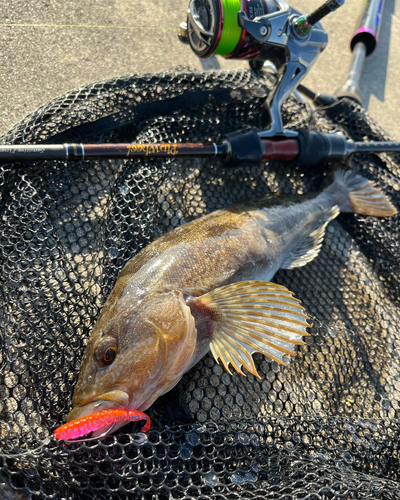 アイナメの釣果