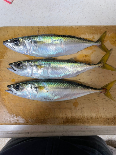 サバの釣果