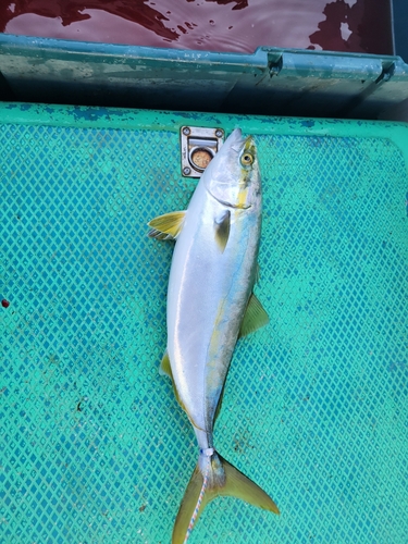 イナダの釣果