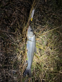 ニゴイの釣果