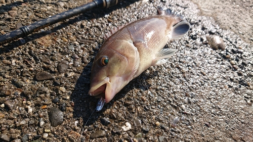 コブダイの釣果