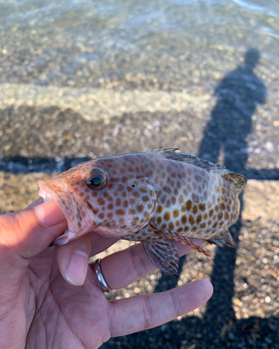 オオモンハタの釣果