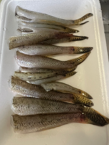 ハゼの釣果