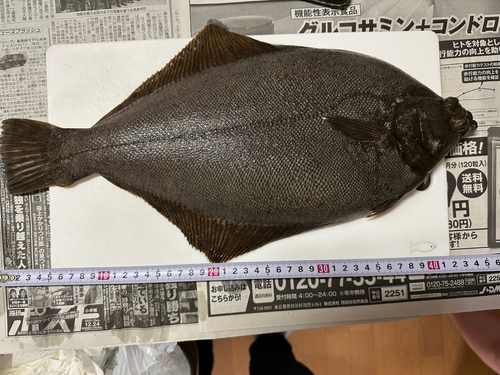 マコガレイの釣果