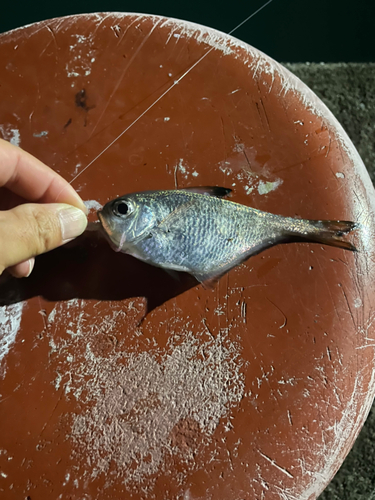 ウミタナゴの釣果