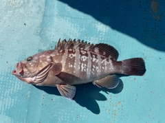 マハタの釣果