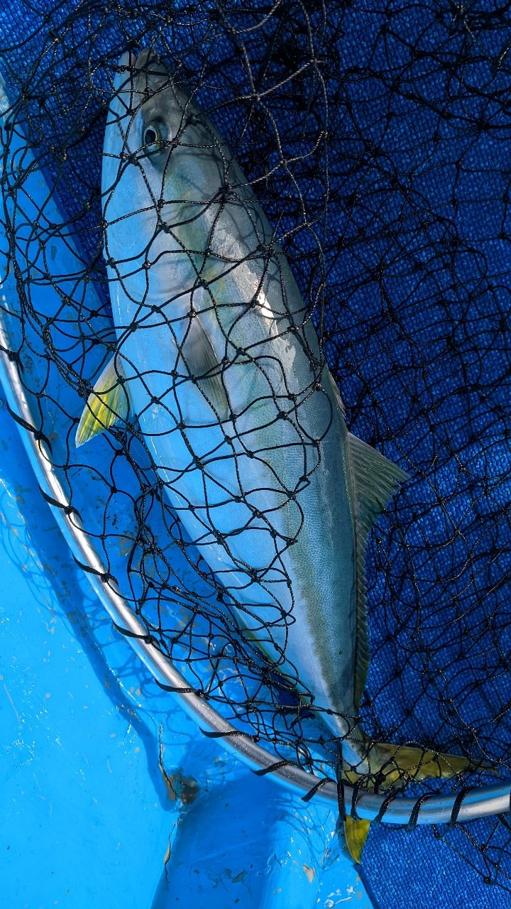 🎣みやもん🎣さんの釣果 2枚目の画像