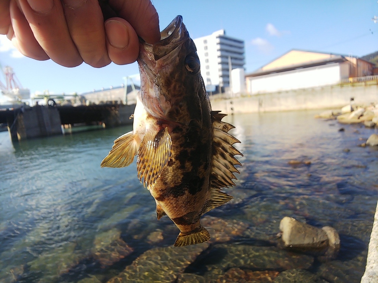 タケノコメバル