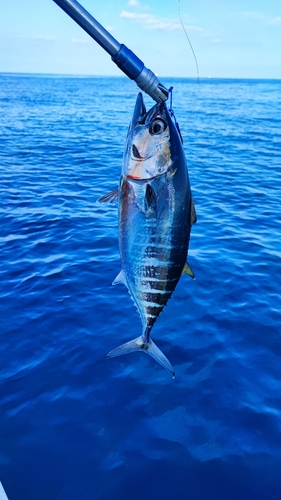 キメジの釣果