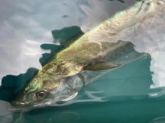 サワラの釣果