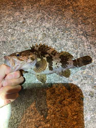 タケノコメバルの釣果