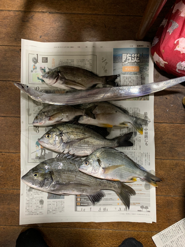 チヌの釣果