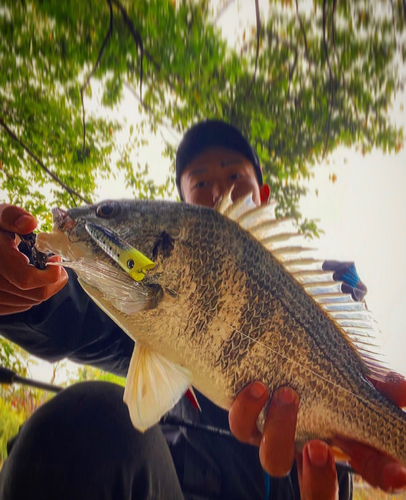 キビレの釣果