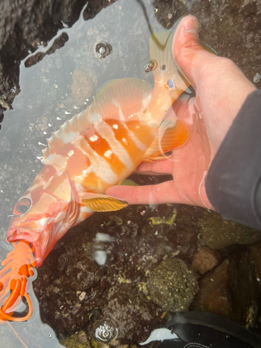 アカハタの釣果