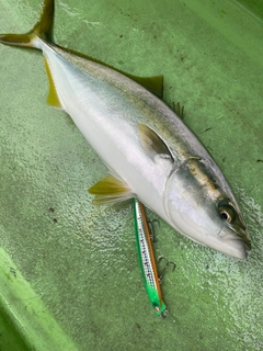 イナダの釣果