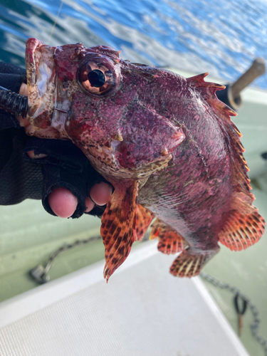 アカブチムラソイの釣果