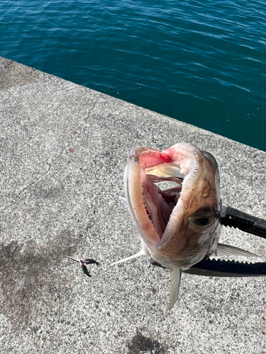 エソの釣果