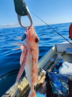 ホウボウの釣果