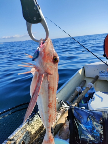 ホウボウの釣果