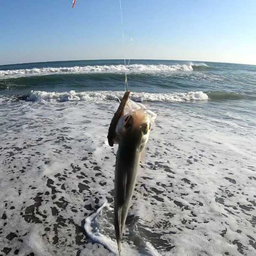 ツバメコノシロの釣果