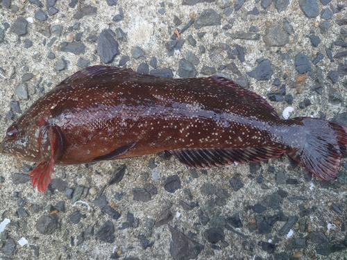 アイナメの釣果