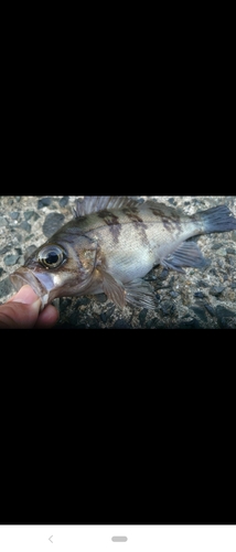 メバルの釣果