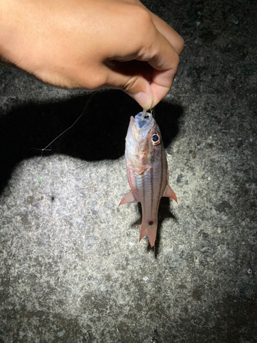 ネンブツダイの釣果