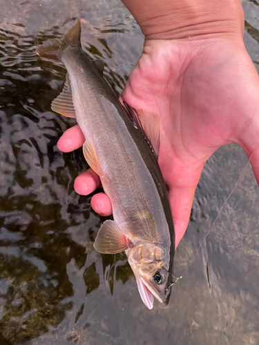 アユの釣果