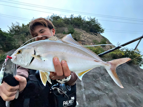 カンパチの釣果