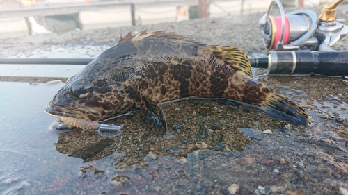 タケノコメバルの釣果