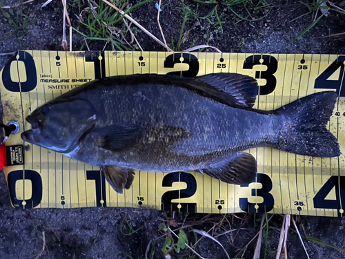 スモールマウスバスの釣果