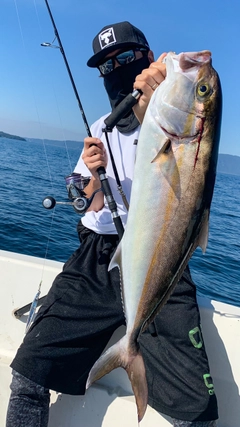 カンパチの釣果