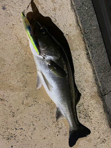 シーバスの釣果