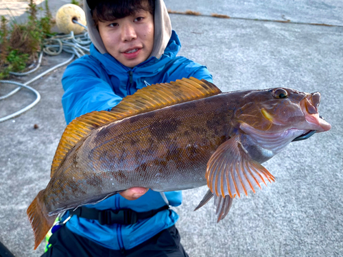 アイナメの釣果