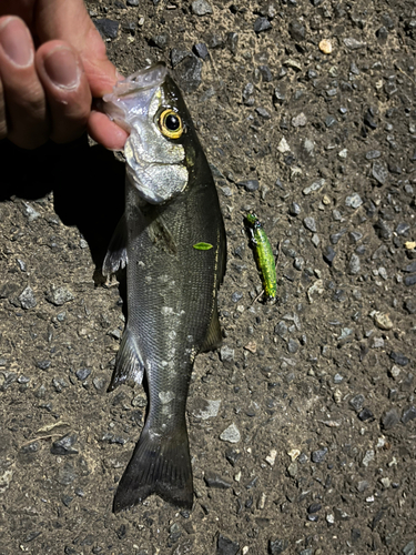 セイゴ（マルスズキ）の釣果