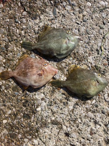 カワハギの釣果