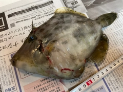 カワハギの釣果