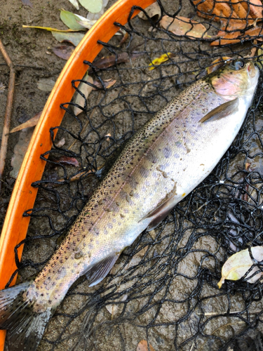 ニジマスの釣果